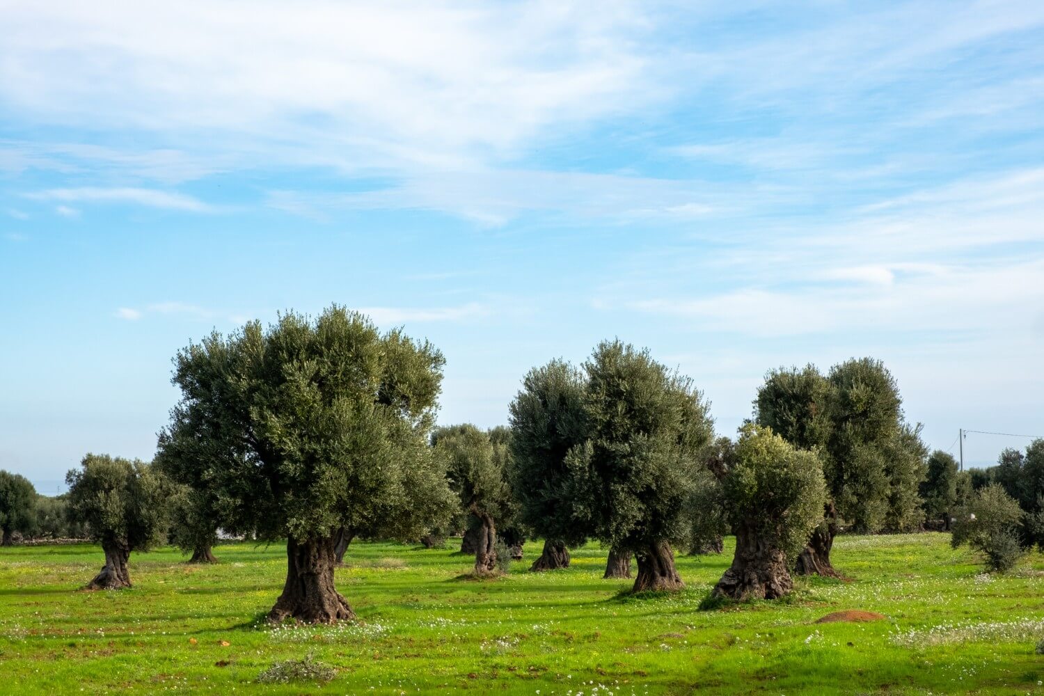 Gallery Fondazione Italiana Sommelier Puglia